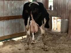 Dry & Dry Treated Due 5-9 w/ 3rd Calf