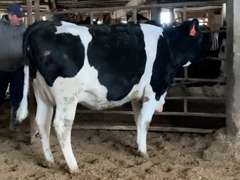 Bred Heifer Preg 6 Months