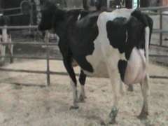 Fresh 10-24 Mkg 65# 5.3%Fat SCC-69K Due 10-5 3rd Lact