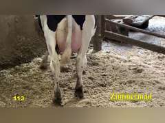 UPDATE: Dry & Dry Treated Due 6-24 1st Lact (Swollen Hock)