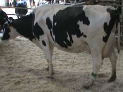 Fresh 8-3 Mkg 95# SCC-297K Due 7-14 2nd Lact (3/4-LF)