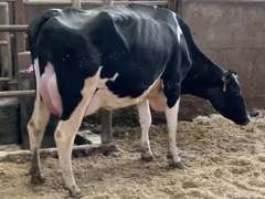 Fresh 10-27 Mkg 92# SCC-11K Due 10-20 1st Lact