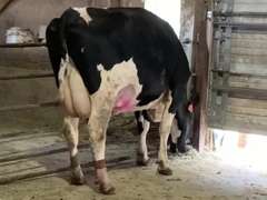 Dry & Dry Treated Due 6-6 w/ 3rd Calf