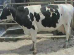 Dry & Dry Treated Due 6-28 w/ 4th Calf (3/4 LF)