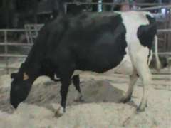 Fresh 10-15 Mkg 113# SCC-90K Due 9-10 2nd Lact