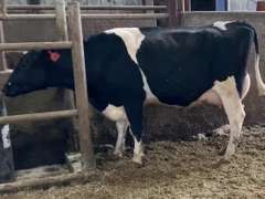 Fresh 7-14 Mkg 62# 4.1%F SCC-119K UPDATE: Due 7-16 1st Lact