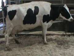 Fresh 9-11 Mkg 98# SCC-58K Due 8-3 3rd Lact (3/4-RF)