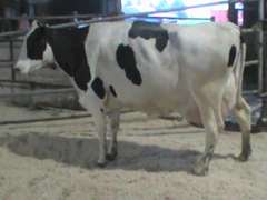 Fresh 9-14 Mkg 140# SCC-90K Due 9-30 3rd Lact (3/4 RR)
