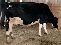 Dry & Dry Treated Due 5-9 w/ 3rd Calf