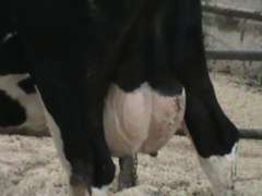 Dry & Dry Treated Due 6-16 w/ 4th Calf  (3/4 RR, Swollen Hock)