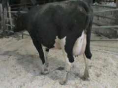 Fresh 7-10 Mkg 79# SCC-138K Due 9-22 4th Lact