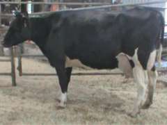 Fresh 8-16 Mkg 101# SCC-24 Due 11-15 3rd Lact (LRR)