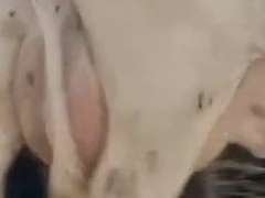 UPDATE: Dry & Dry Treated Due 6-26 Coming 2nd Calf