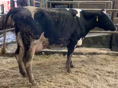 Fresh 1-29 Mkg 83# SCC-18K 1st Lact (Dosen't use a stall)