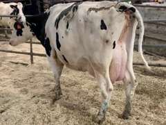 Dry & Dry Treated Due 6-28 w/ 2nd Calf
