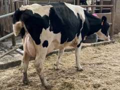Fresh 5-10-19 Mkg 62# 5.2%F SCC-82K Due 7-30 1st Lact (Swollen Hocks)