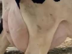 Fresh 12-21 Mkg 158# SCC-19 Due 12-17(High Cow In The Herd!)