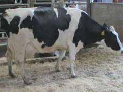 Fresh 7-18 Mkg 146# 4.4 %F SCC-70K Due 7-13 2nd Lact