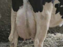 Fresh 10-27 Mkg 125# SCC-28K Preg 4 Months 3rd Lact (LRR)