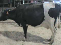 Fresh 10-15 Mkg 113# SCC-90K Due 9-10 2nd Lact