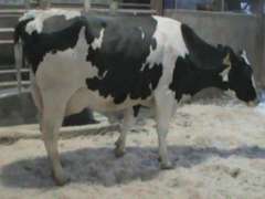 Fresh 1-21 Mkg 119# 4.1%F SCC-25K Due 12-7 6th Lact (4.1%Fat)