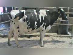 Fresh 9-21 Mkg 104# SCC-7 Due 11-4 2nd Lact