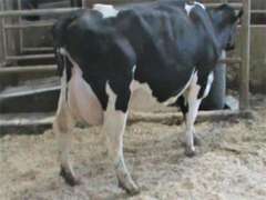 Dry & Dry Treated Due 7-4 w/ 2nd Calf