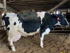 Dry & Dry Treated Due 7-4 w/ 2nd Calf
