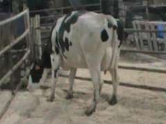 Fresh 8-18 Mkg 92# SCC-28K Due 7-29 1st Lact (UPDATE was Lot 250)