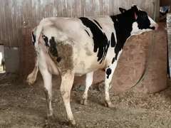 Bred Heifer Preg 8 Months