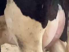 Fresh 12-16 Mkg 83# SCC-566 1st Lact