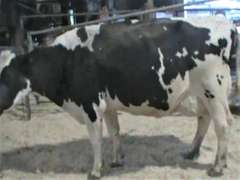 Fresh 9-21 Mkg 104# SCC-7 Due 11-4 2nd Lact