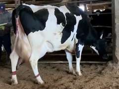 Fresh 4-14 Mkg 74# 5.5%F SCC-450K 2nd Lact