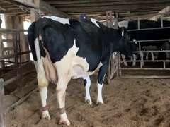 Dry & Dry Treated Due 5-1 w/ 3rd Calf