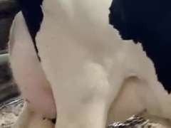 UPDATE: Dry & Dry Treated Due 6-24 1st Lact (Swollen Hock)