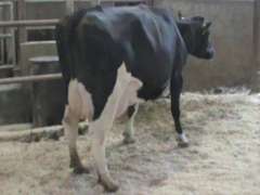 Fresh 8-16 Mkg 101# SCC-24 Due 11-15 3rd Lact (LRR)