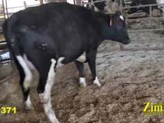 Bred Heifer Preg 8 Months