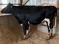 Dry & Dry Treated Due 5-18 w/ 2nd Calf