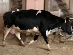 Dry & Dry Treated Due 5-9 w/ 3rd Calf