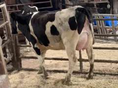 UPDATE: Fresh 1-14 Mkg 92# 1st Lact (Ear Tag #6183)