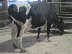Fresh 10-15 Mkg 113# SCC-90K Due 9-10 2nd Lact