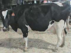 Fresh 6-17 Mkg 89# SCC-43K Due 9-4 2nd Lact
