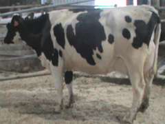 Fresh 1-8 Mkg 104# SCC-5 Due 12-12 3rd Lact