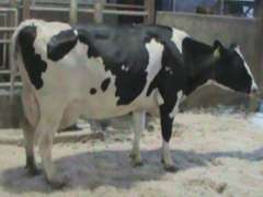 Fresh 10-15 Mkg 83# SCC-38K Due 9-25 3rd Lact