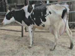 Fresh 9-11 Mkg 137# SCC-58 Due 10-25 2nd Lact