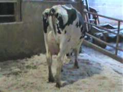 Fresh 9-21 Mkg 104# SCC-7 Due 11-4 2nd Lact