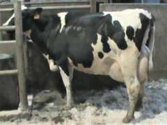 Fresh 1-23 Mkg 149# SCC-59 3rd Lact (Slight LLR)