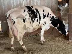 Dry & Dry Treated Due 6-1 w/ 3rd Calf