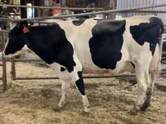 UPDATE: Dry & Dry Treated Due 6-24 1st Lact (Swollen Hock)