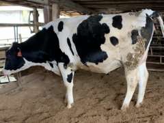 Bred Heifer Preg 6 1/2 Months